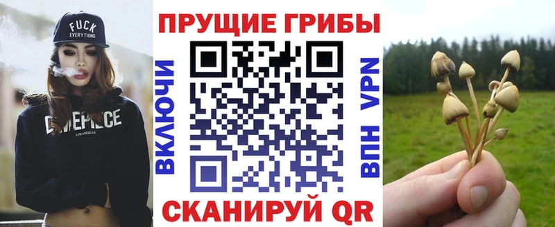 Галлюциногенные грибы Psilocybe  закладки  Абаза 